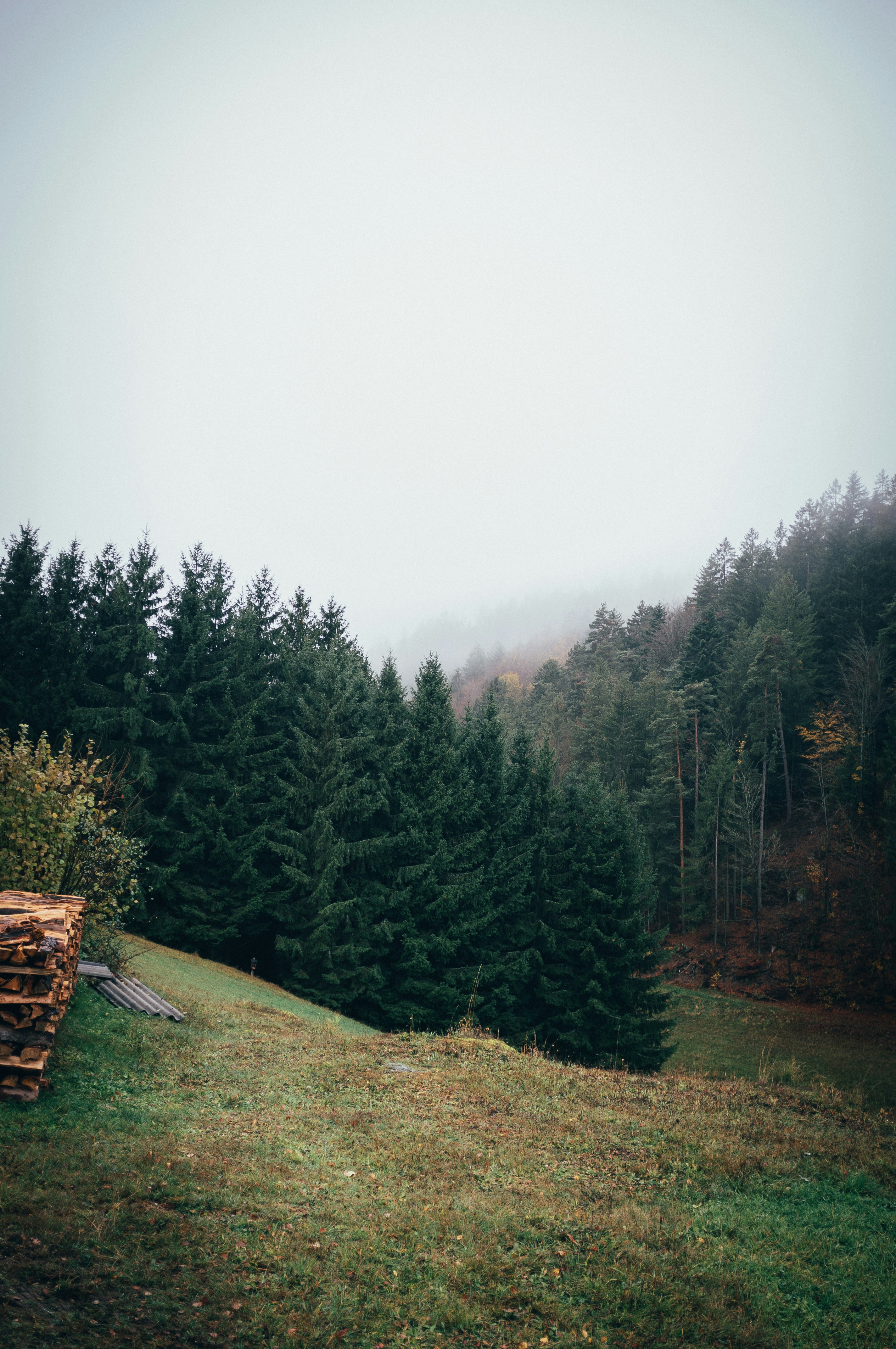 pine trees