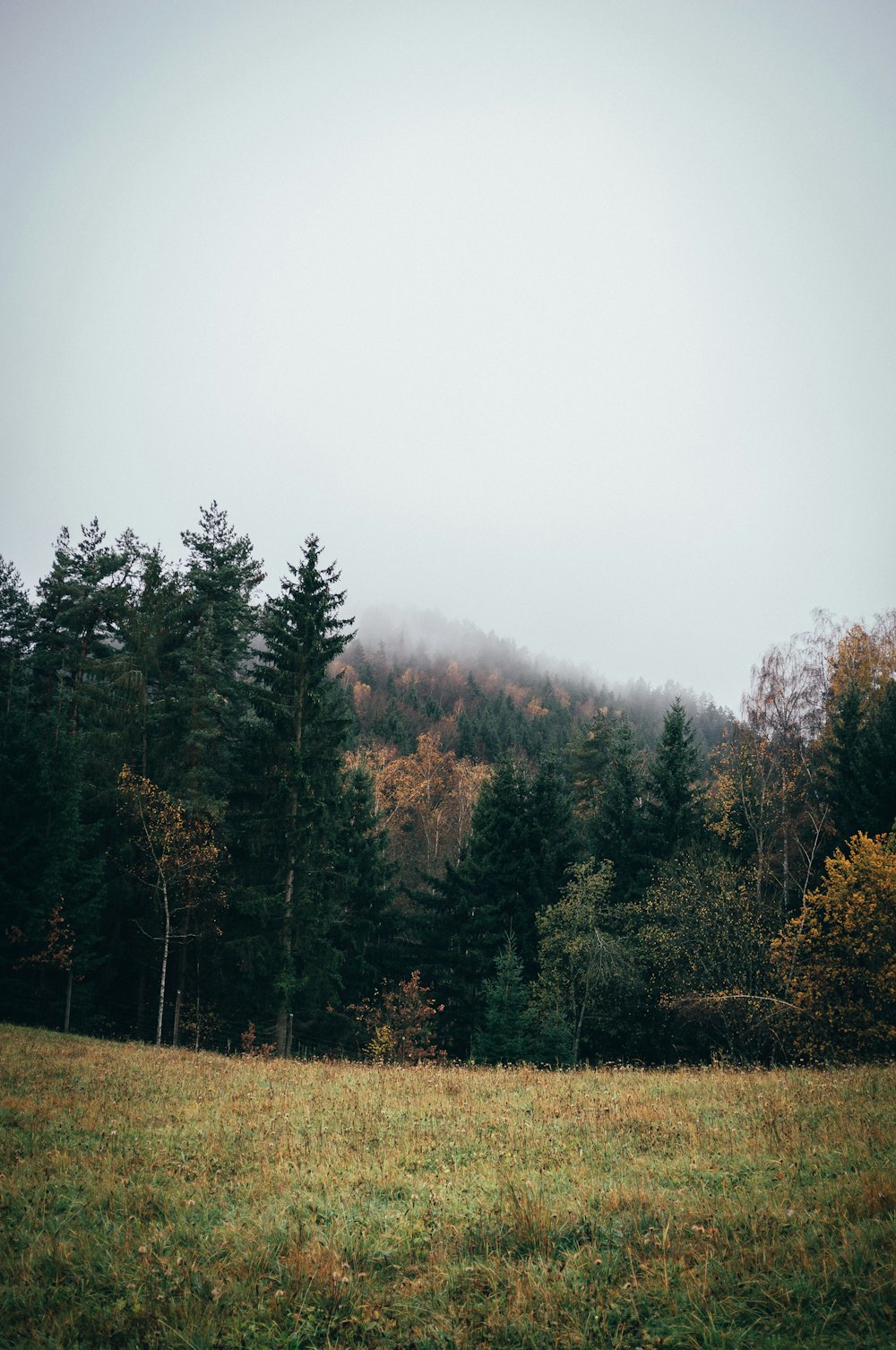 green-leafed trees under white sky