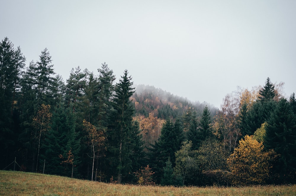 wide angle photo of pine trees