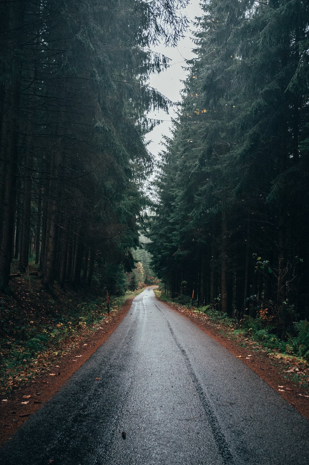 gray road between trees