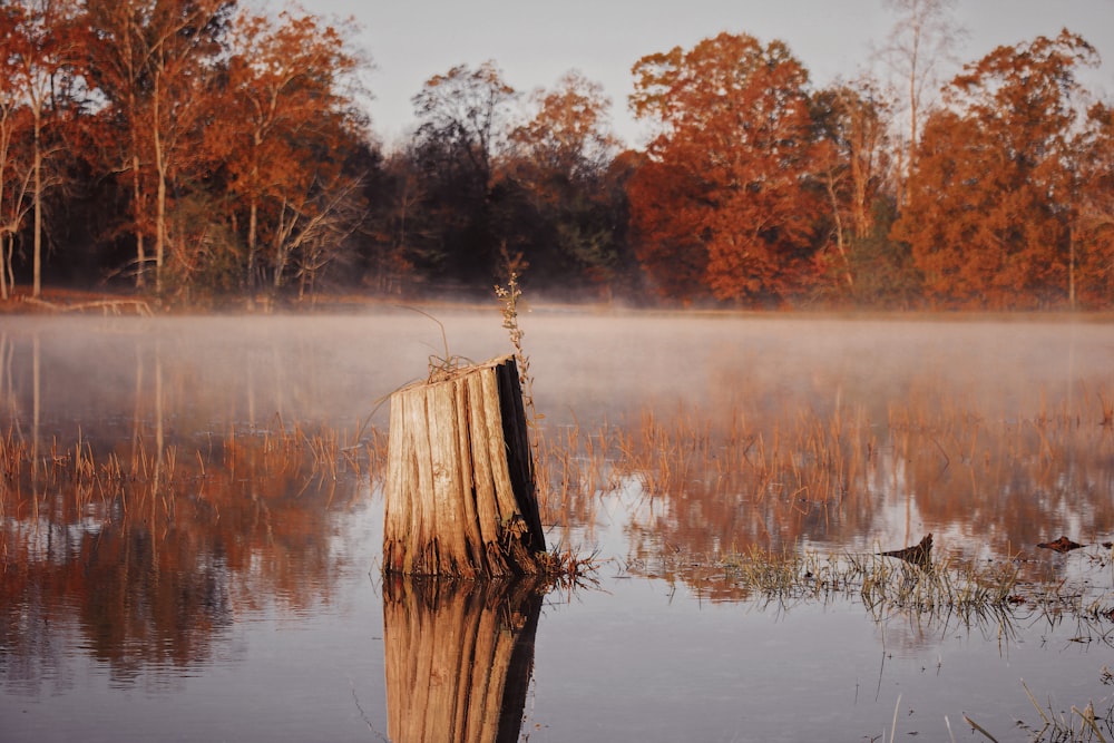 body of water near trees during daytime