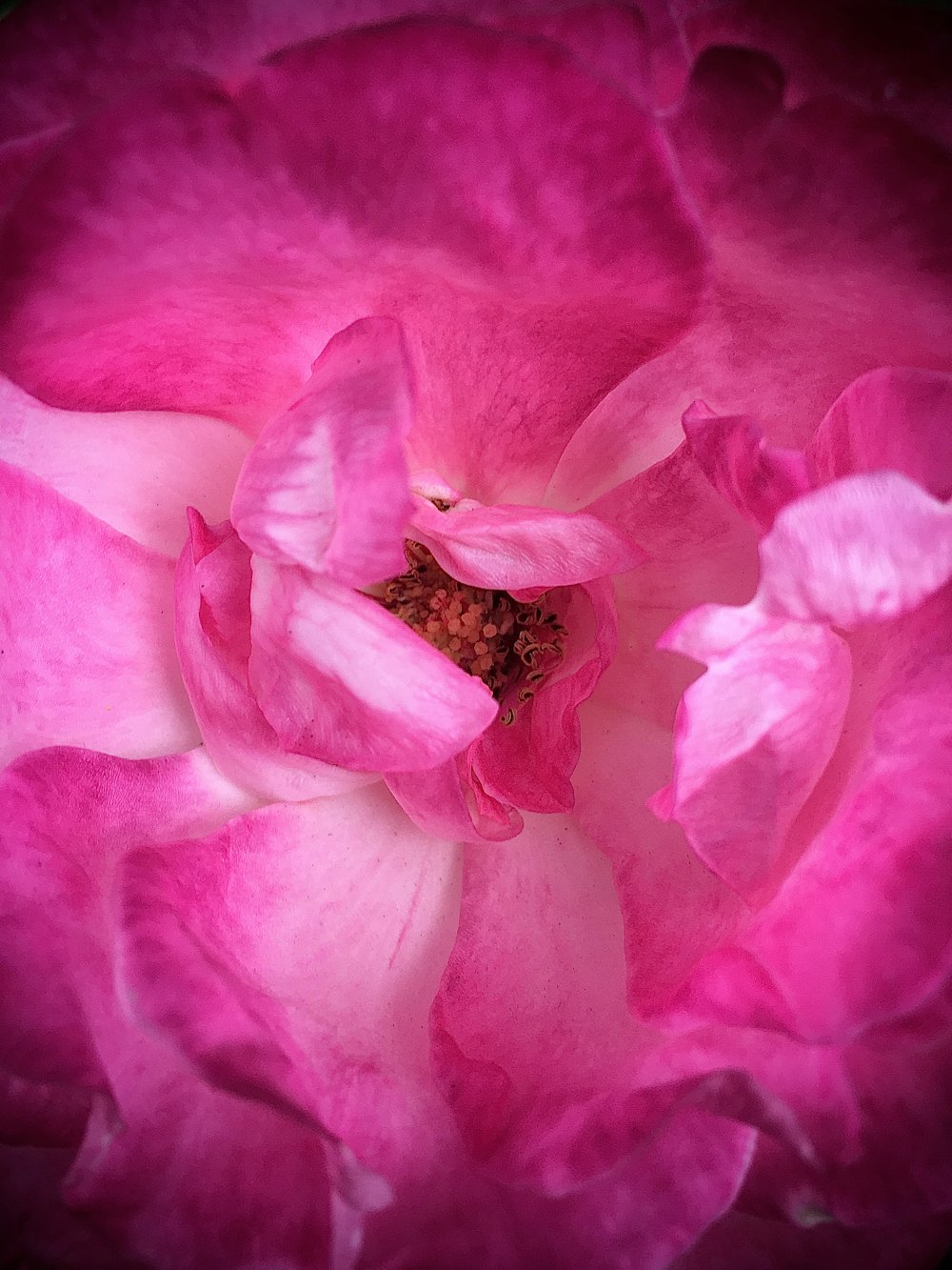 pink petaled flower