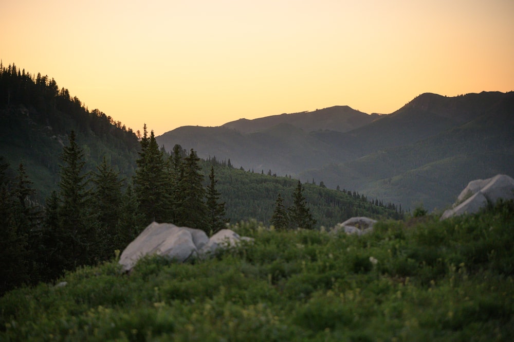 green-leafed trees on mountains