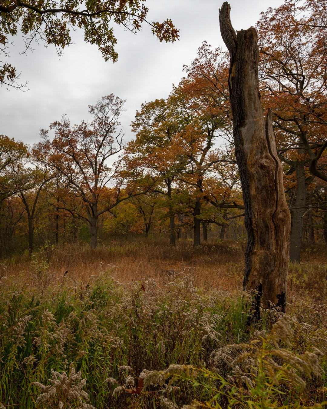 Forest photo spot High Park St. Catharines