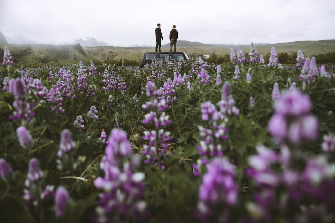 lavender flower