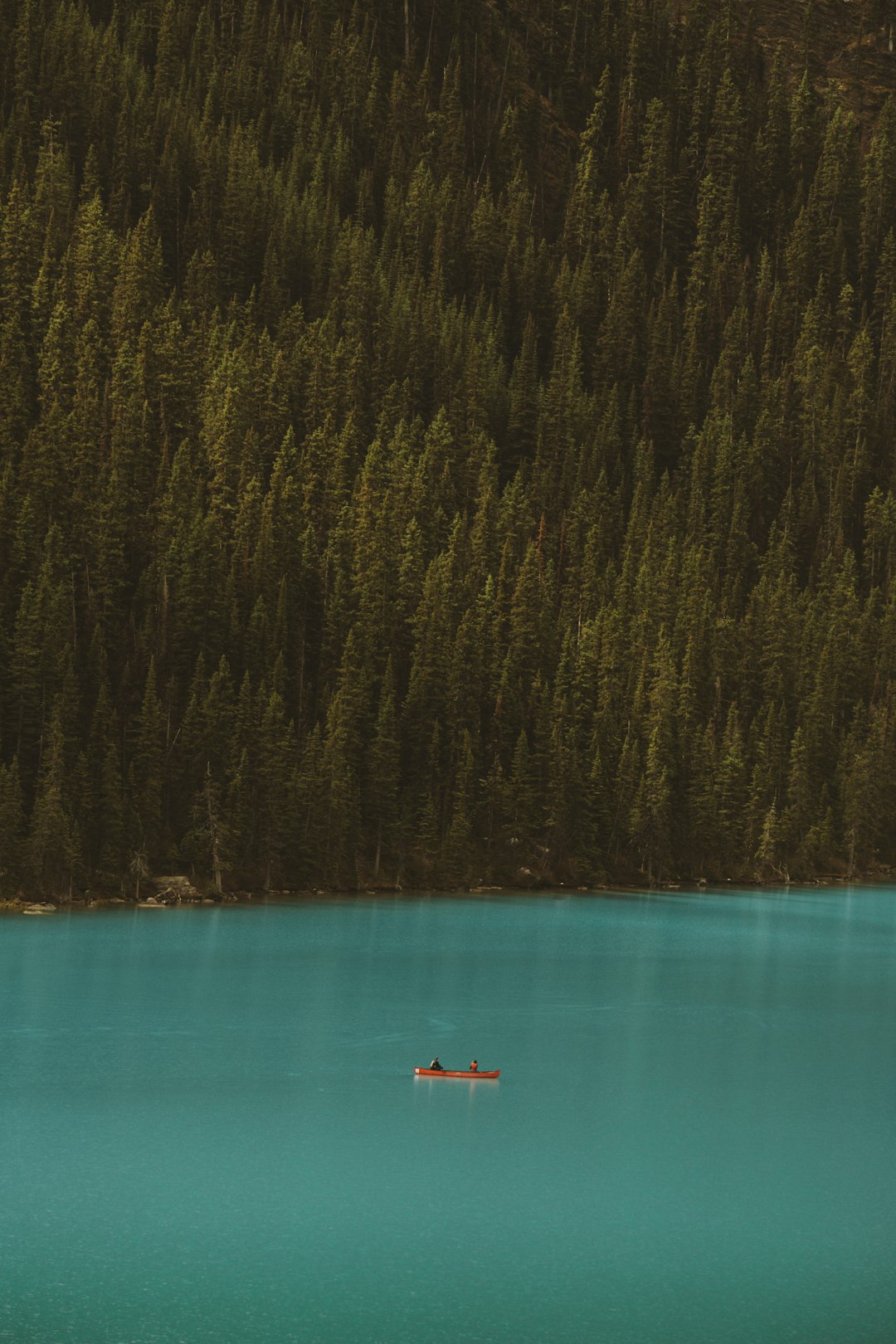 body of water near trees