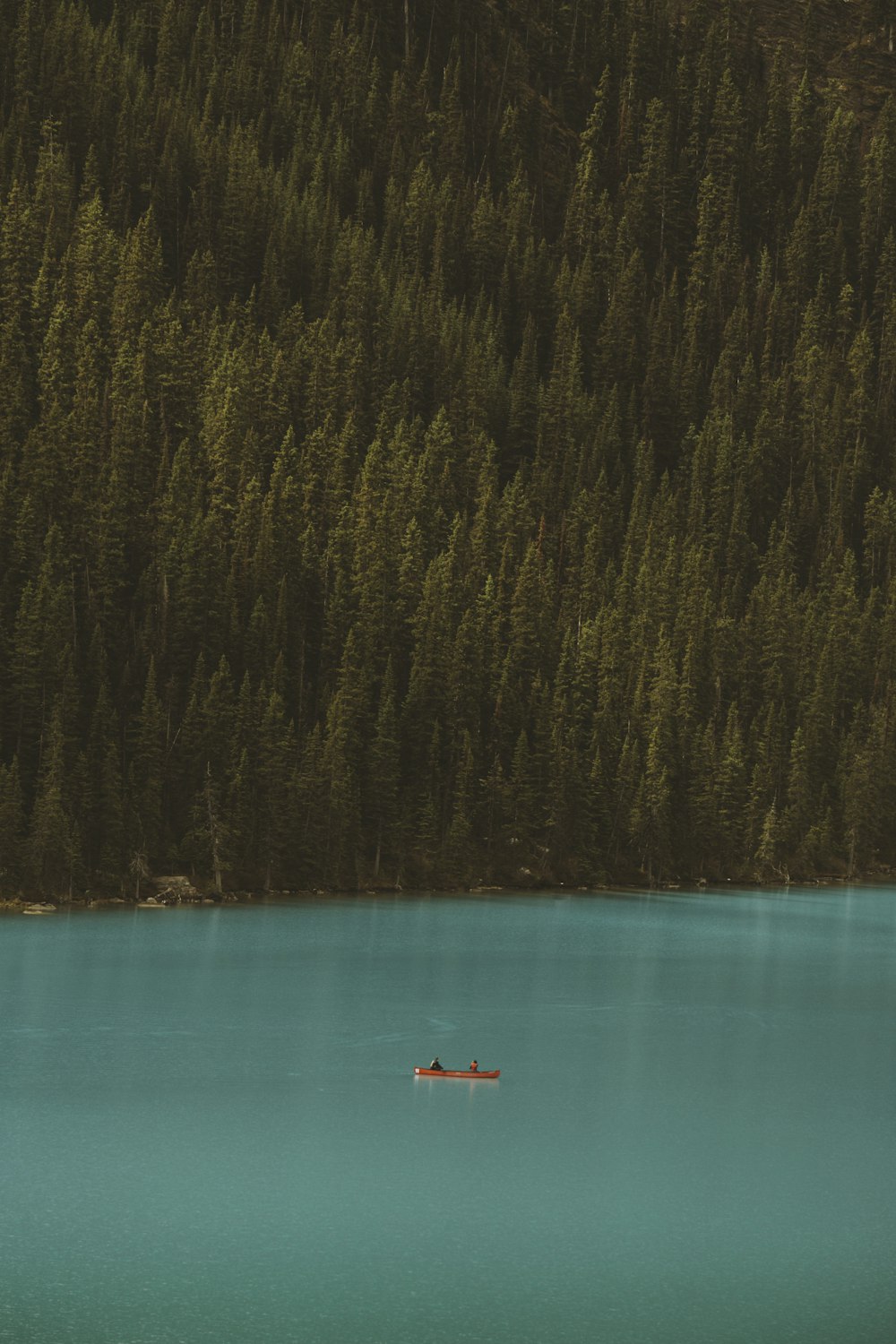 body of water near trees