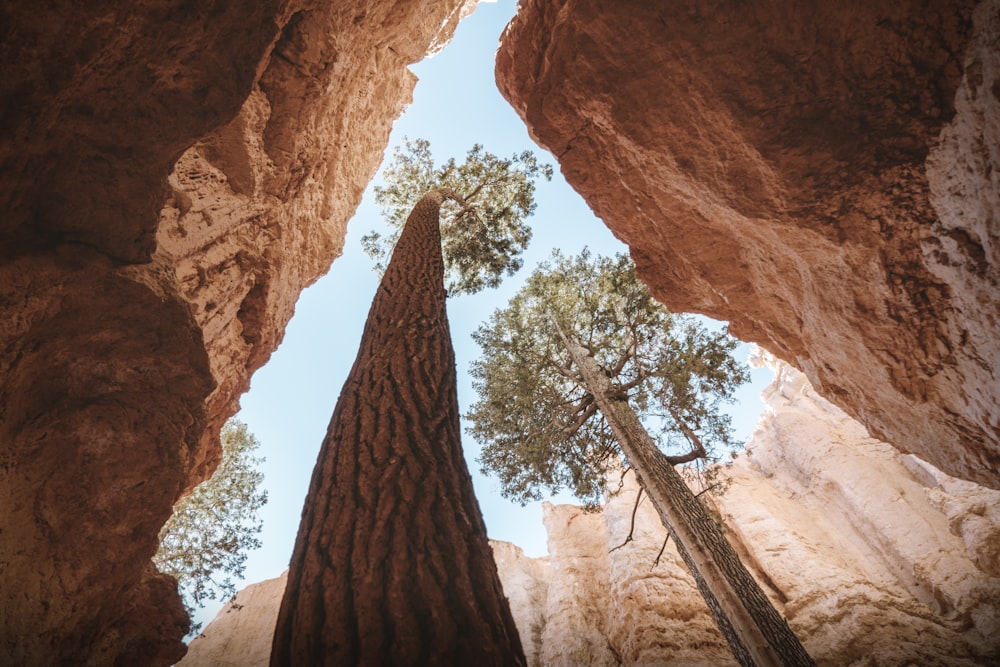 foto ad angolo basso dell'albero