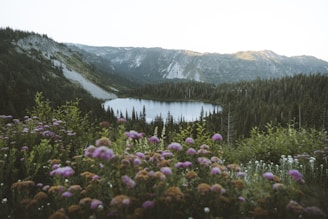 Alpine lake in Washington State in the summer with green trees and wildflowers