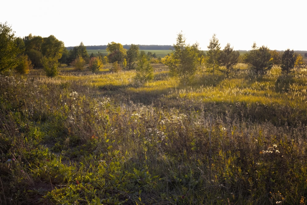 piante e alberi verdi durante il giorno