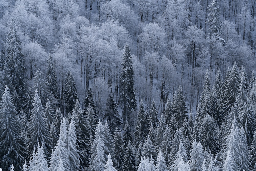 foto de alto ângulo de pinheiros