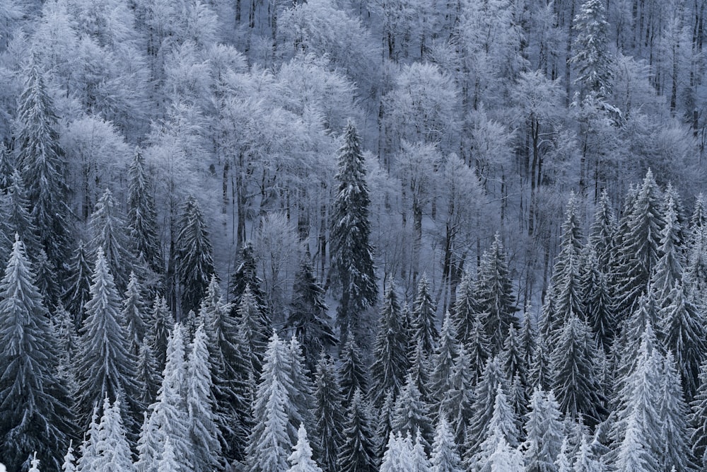 high angle photo of pinetrees