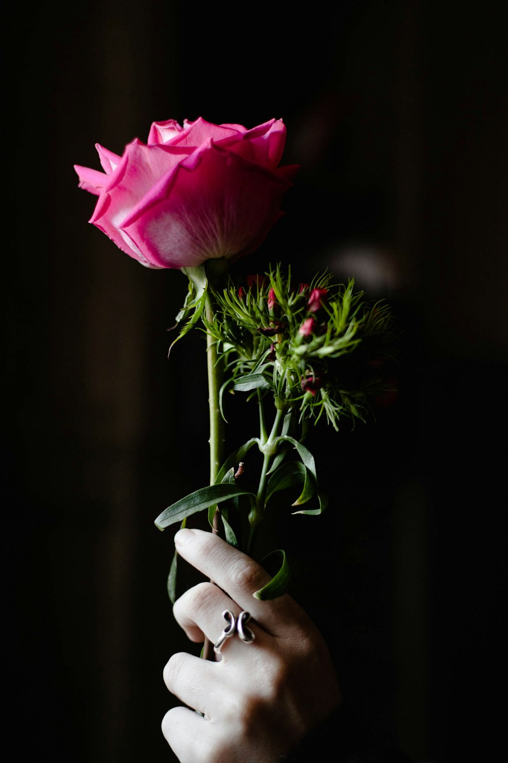 pink rose flower