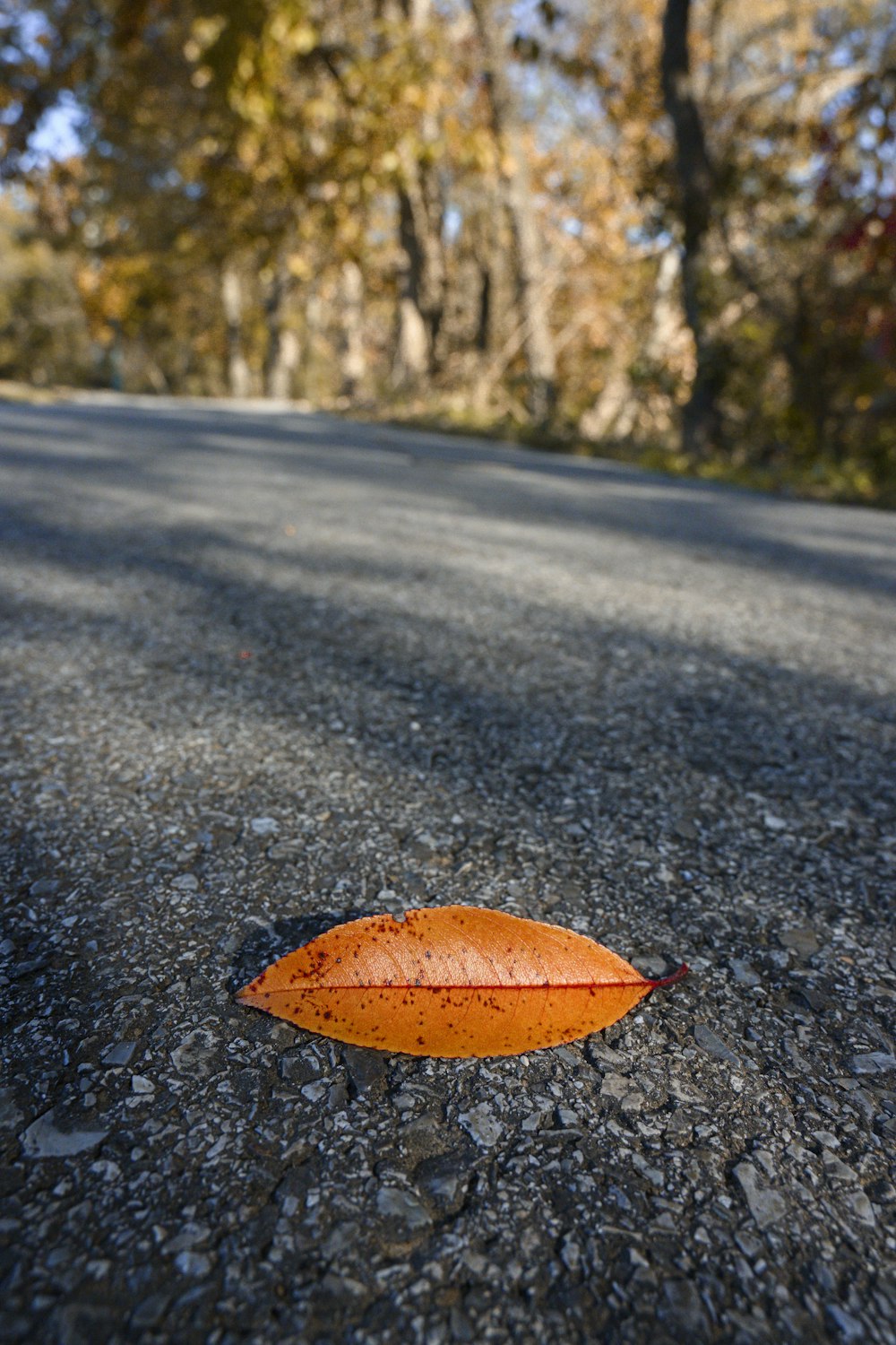 brown leaf on grey pavement
