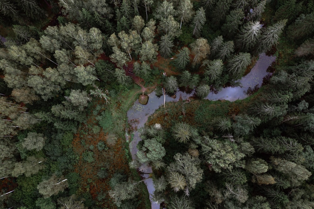 road between trees