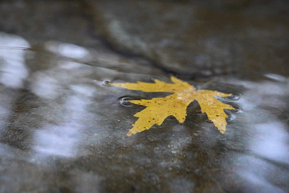 a yellow leaf floating on top of a puddle of water