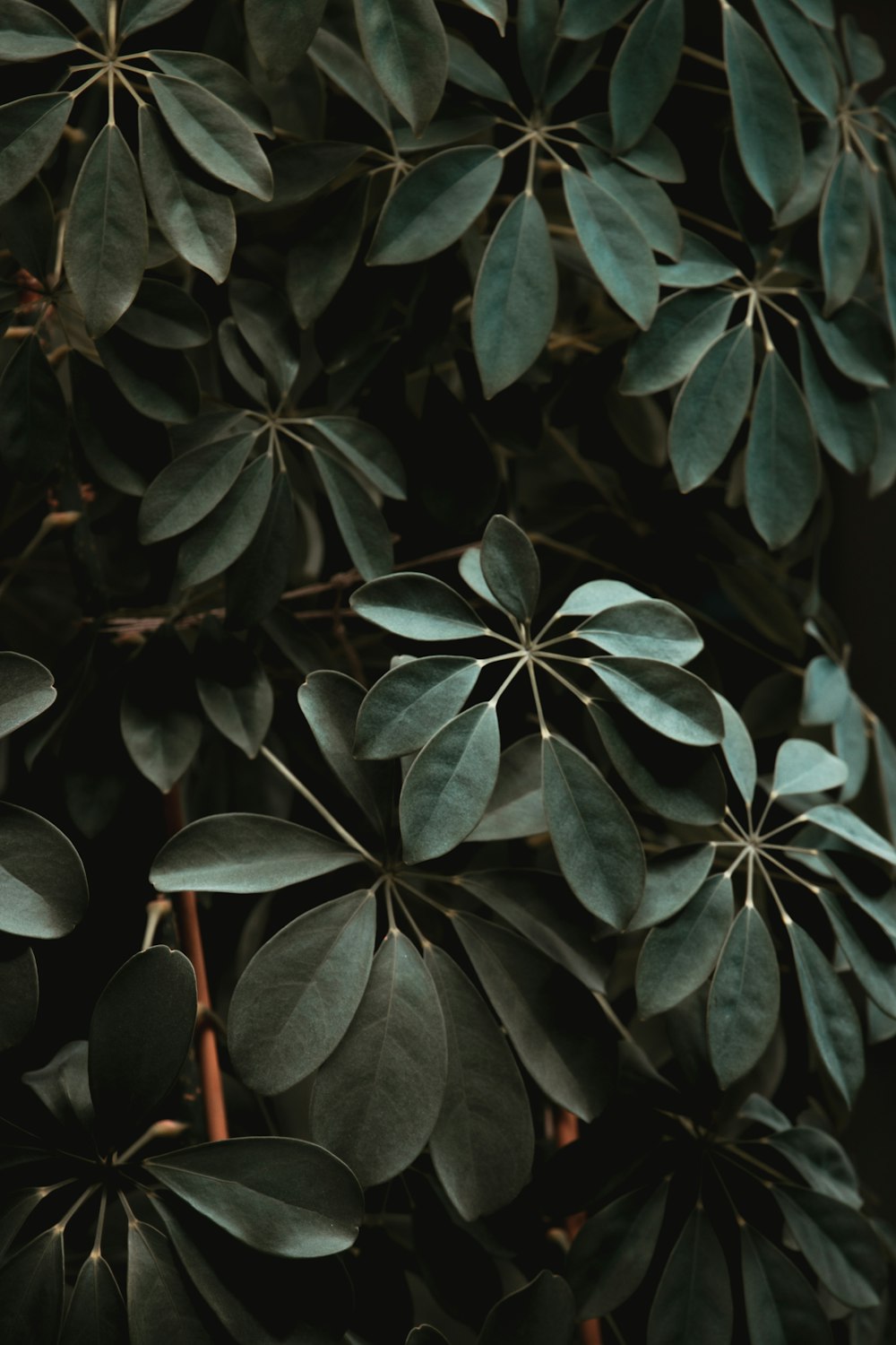 green leafed plant