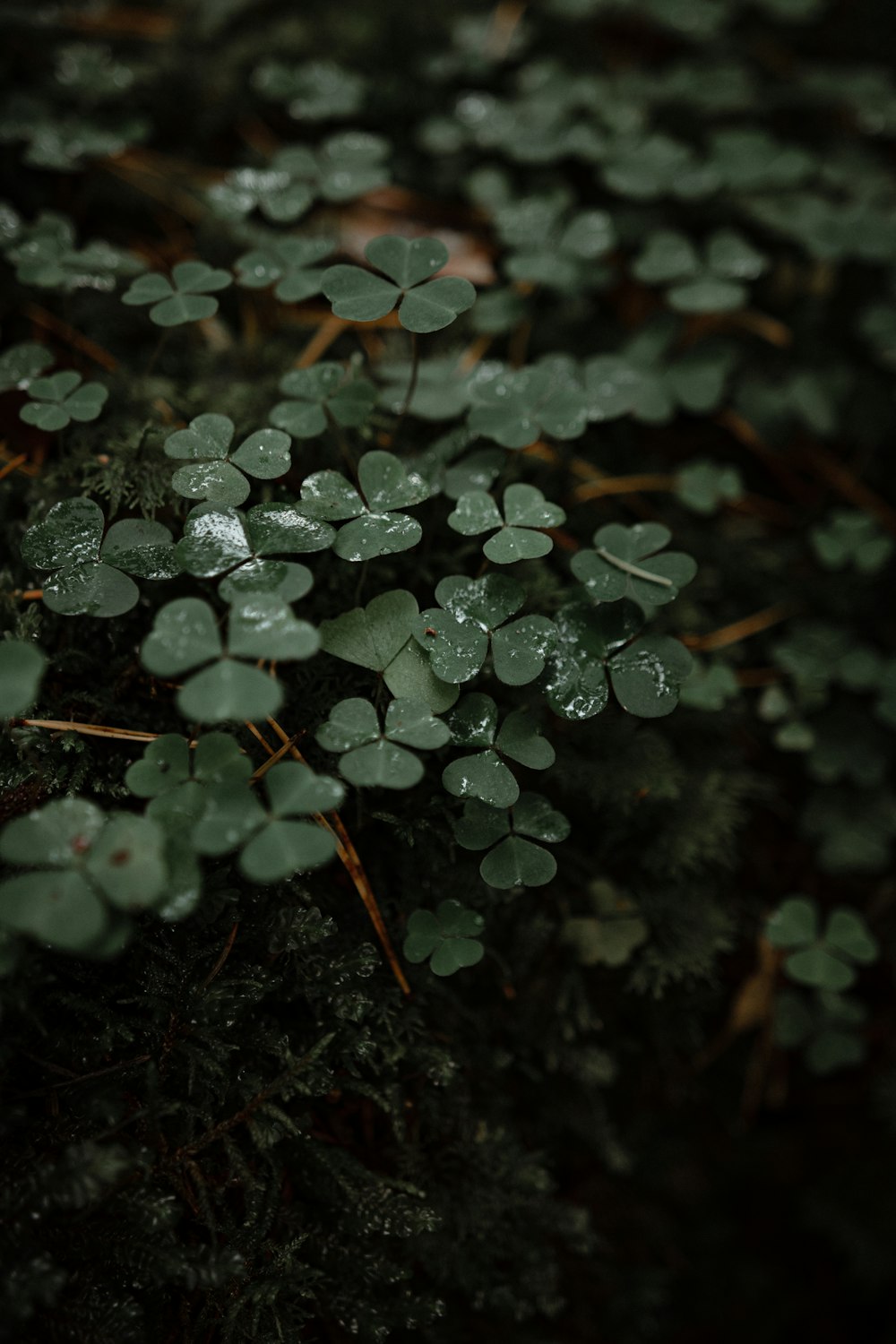 clover beside grass