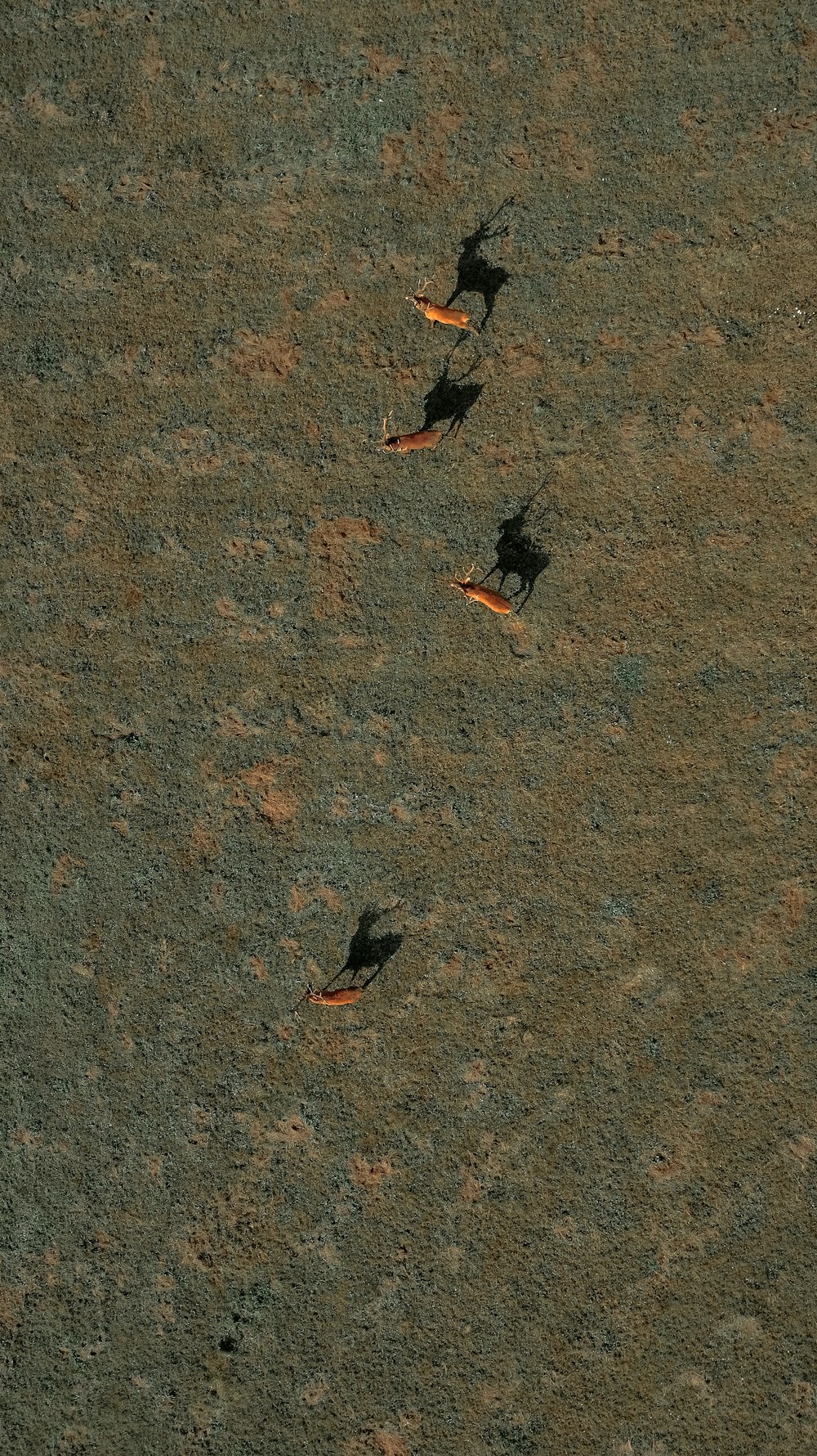 a couple of birds standing on top of a dirt field