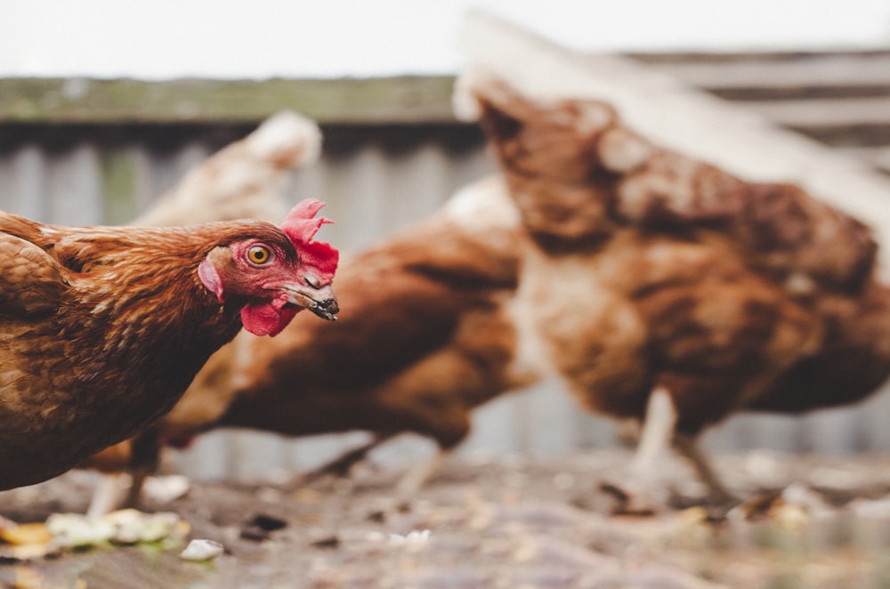 selective-focus photograph of brown hen