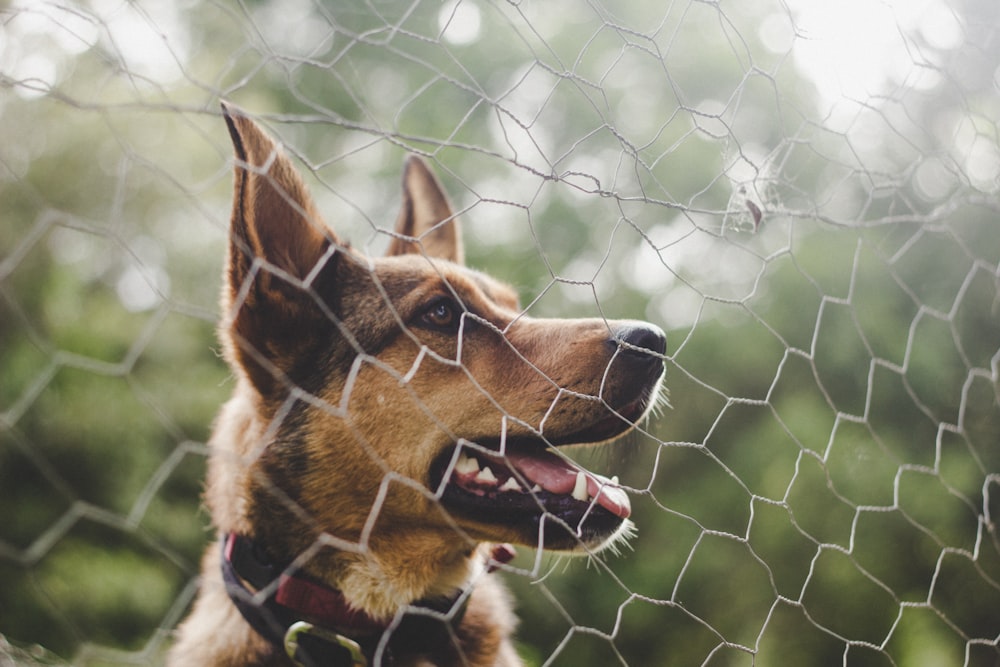 adult brown and black German shepherd beside fence