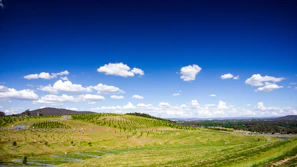 Restoration workers planting young trees along a gently rolling hillside under a clear sky.