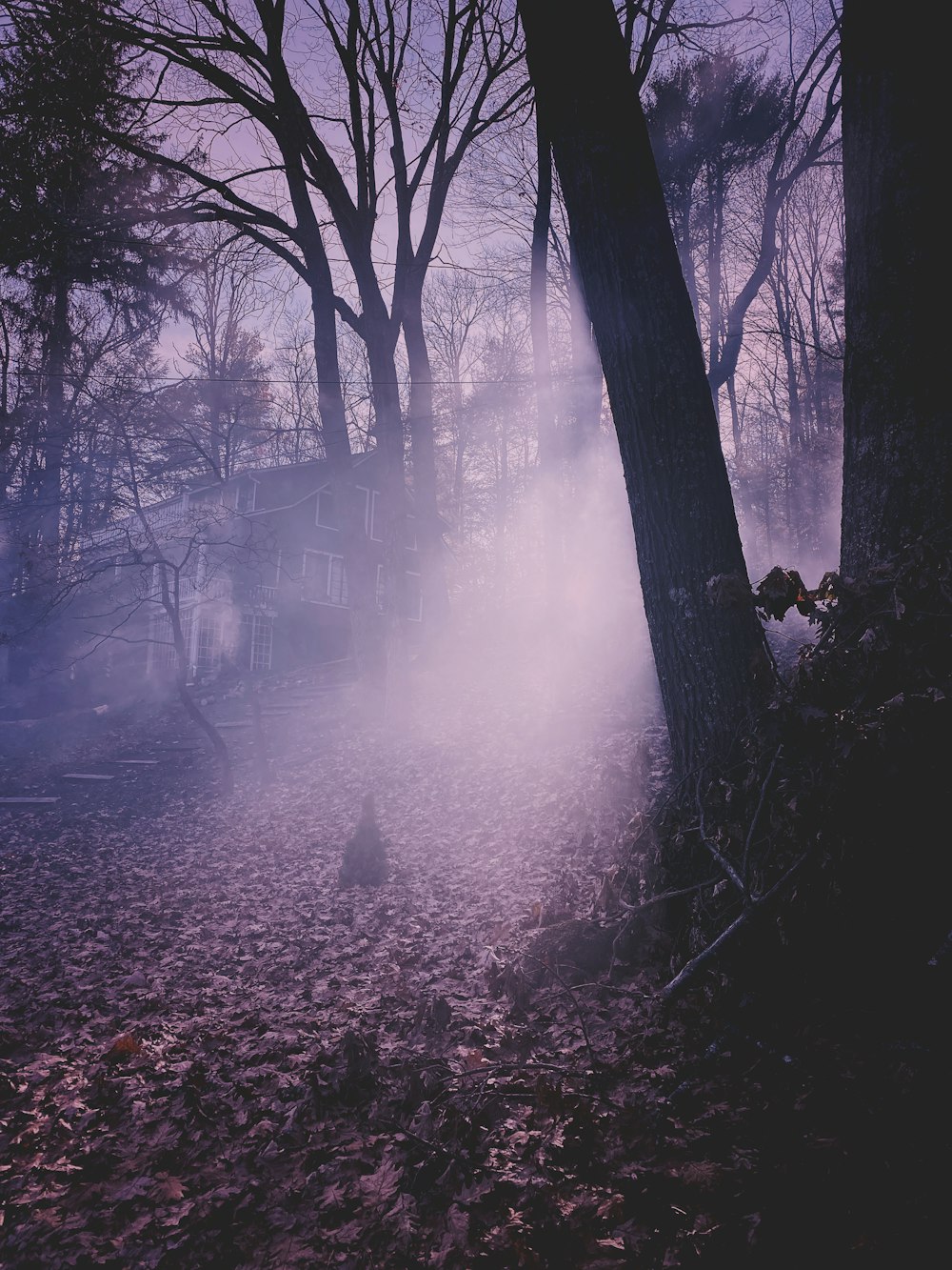 pathway filled with withered leaves