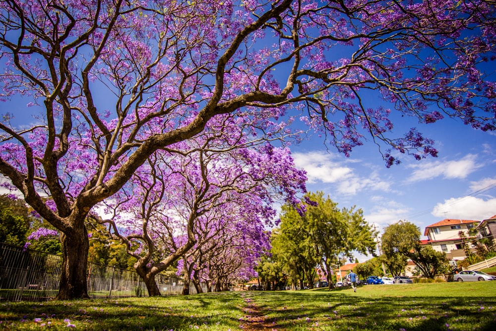 cherry blossoms