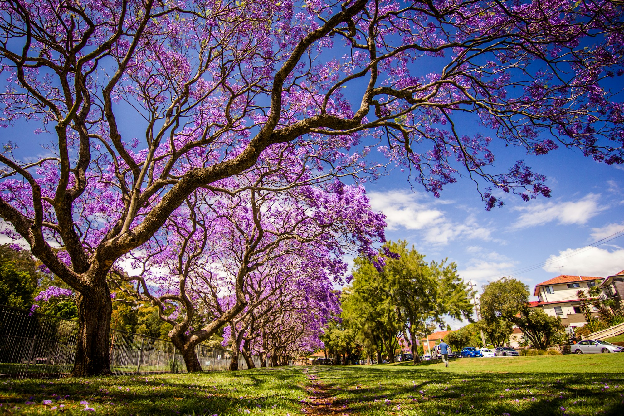 Jacaranda tree in bloom with purple flowers in Argentina