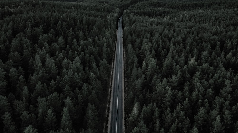 aerial photograph of road between trees