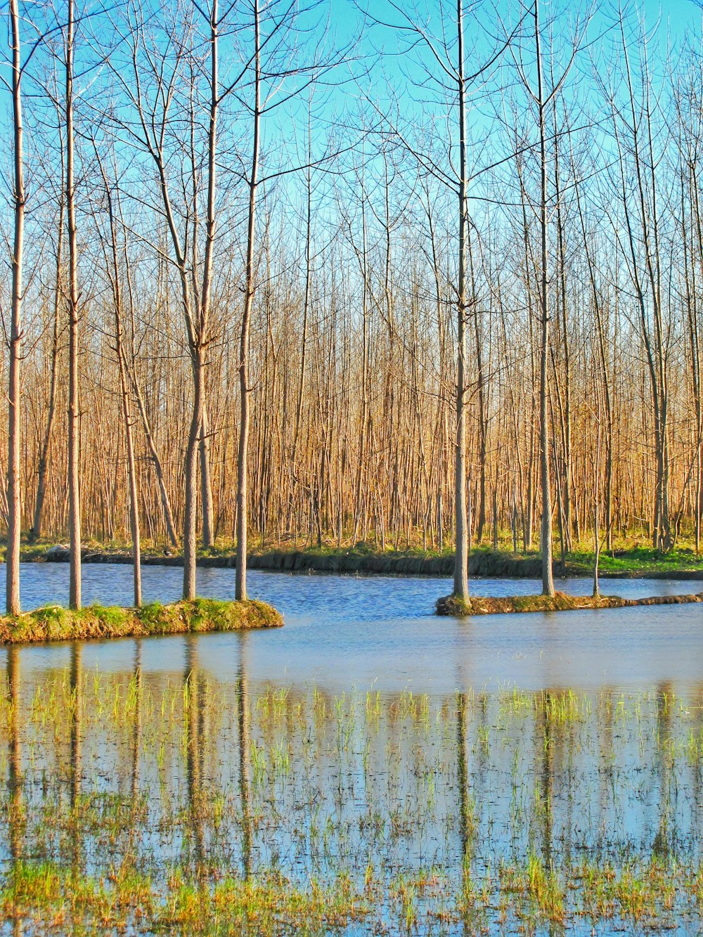 brown withered trees on body of water