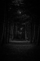 a black and white photo of a dark forest