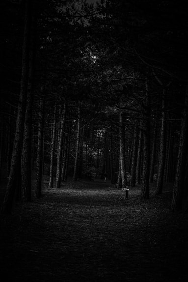 a black and white photo of a dark forest