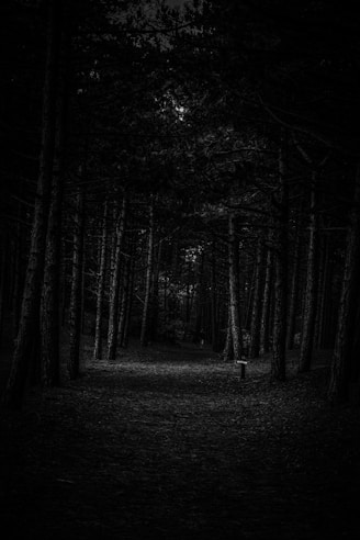 a black and white photo of a dark forest
