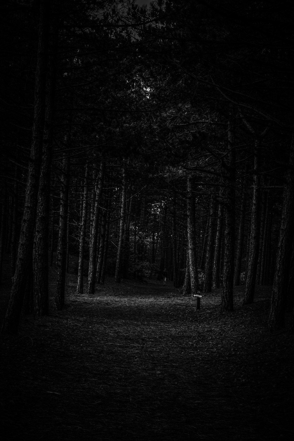 Una foto in bianco e nero di una foresta oscura
