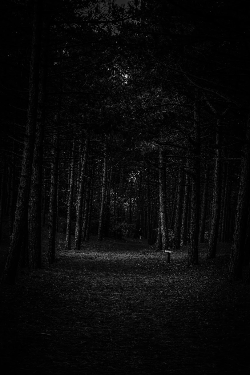 a black and white photo of a dark forest