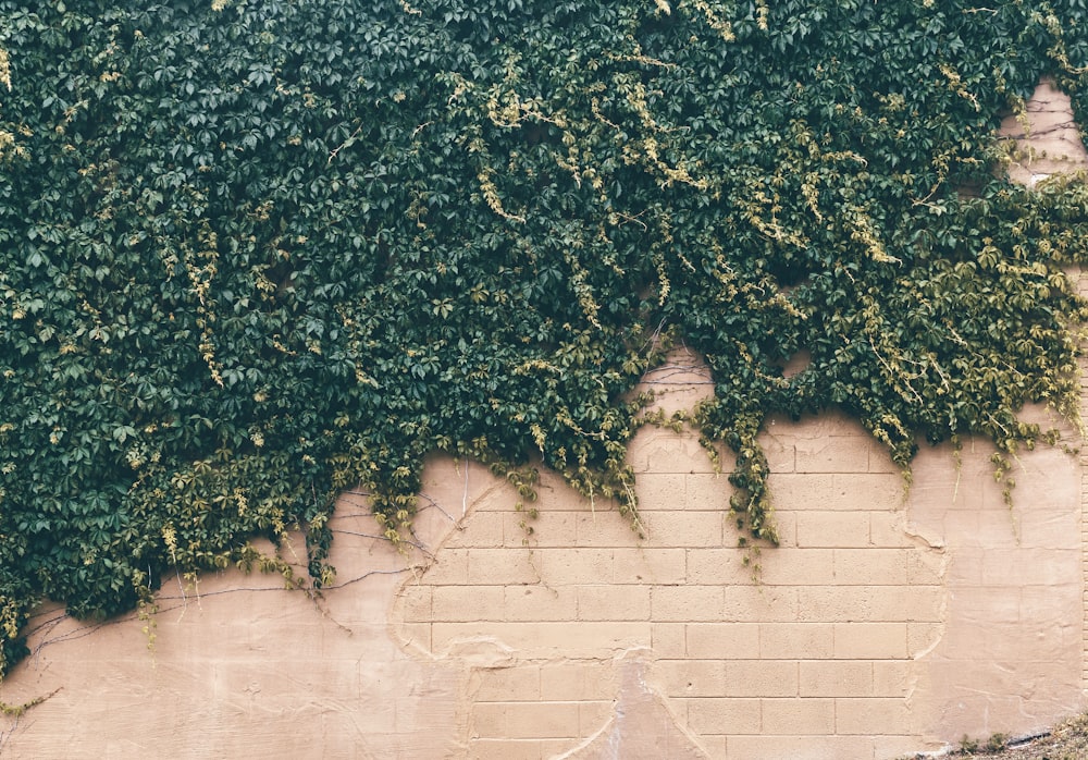 green leaf plant on concrete wall