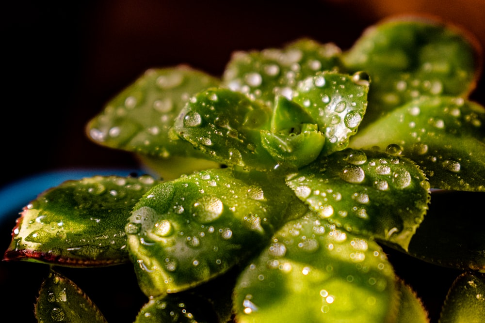 selective focus photography of green succulent plant with water droplets
