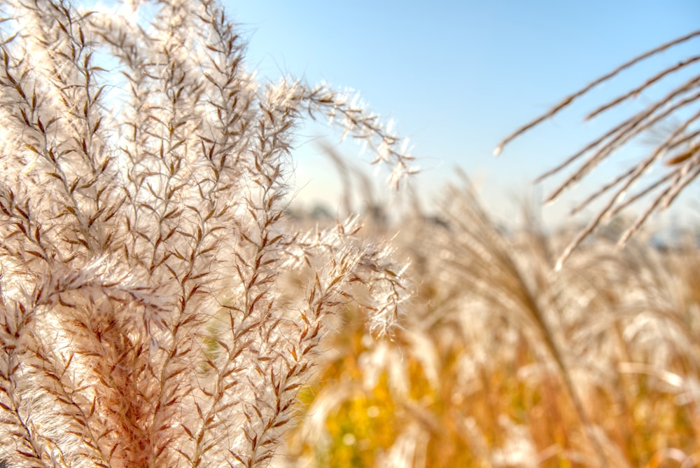 selective focus photo of white and brown plants