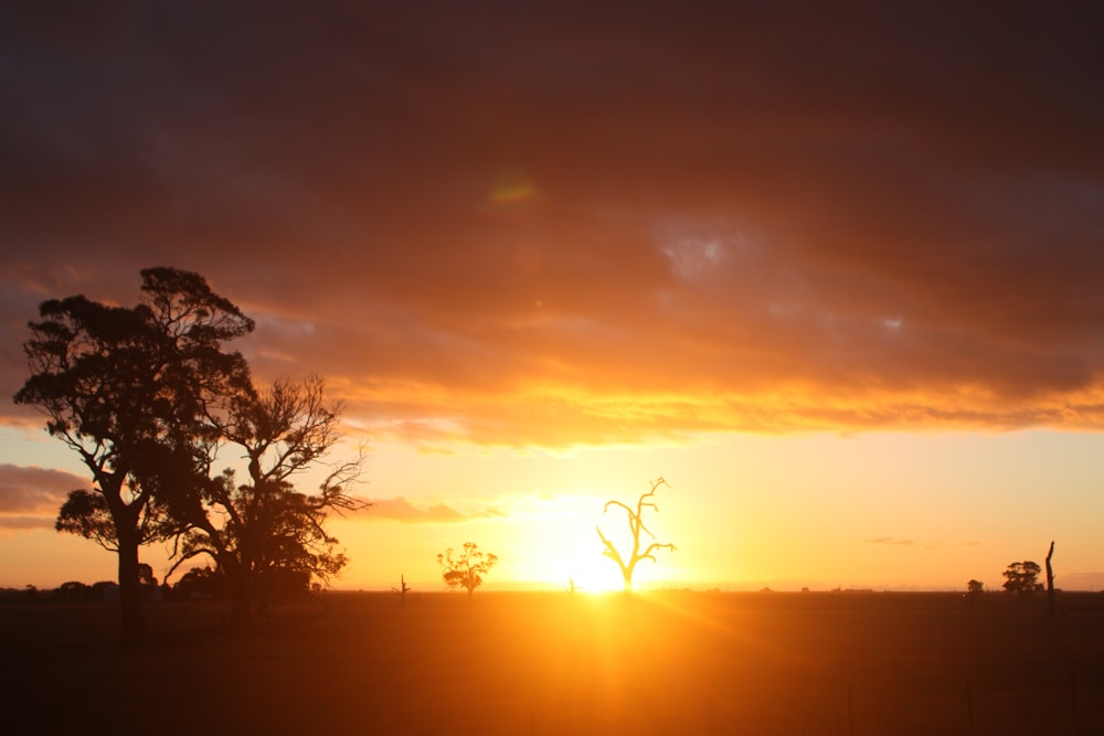 silhouette photo of trees