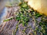 Close-up of vibrant green moss growing on a rustic wooden surface.