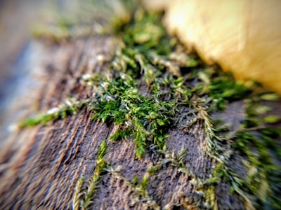 Close-up of vibrant green moss growing on a rustic wooden surface.
