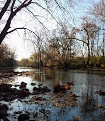 photo of lake and brown withered trees