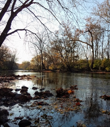 photo of lake and brown withered trees
