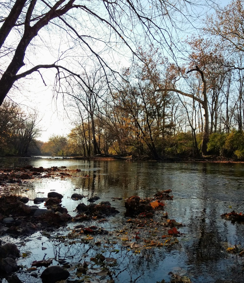 photo of lake and brown withered trees