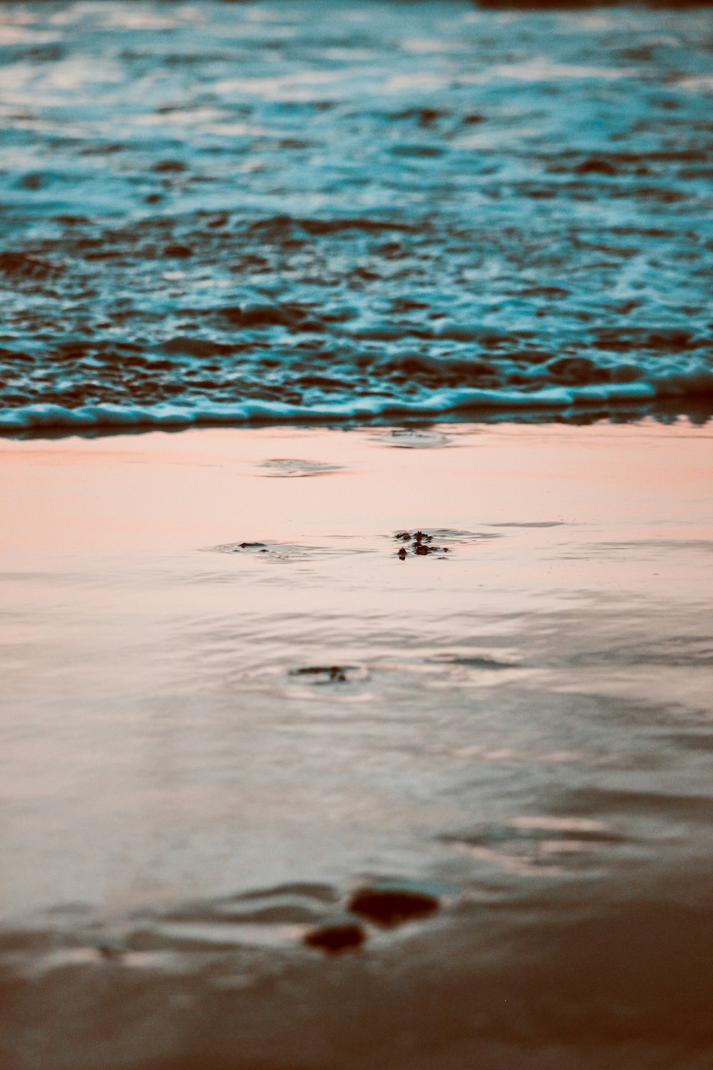 Un uccello è in piedi nell'acqua in spiaggia