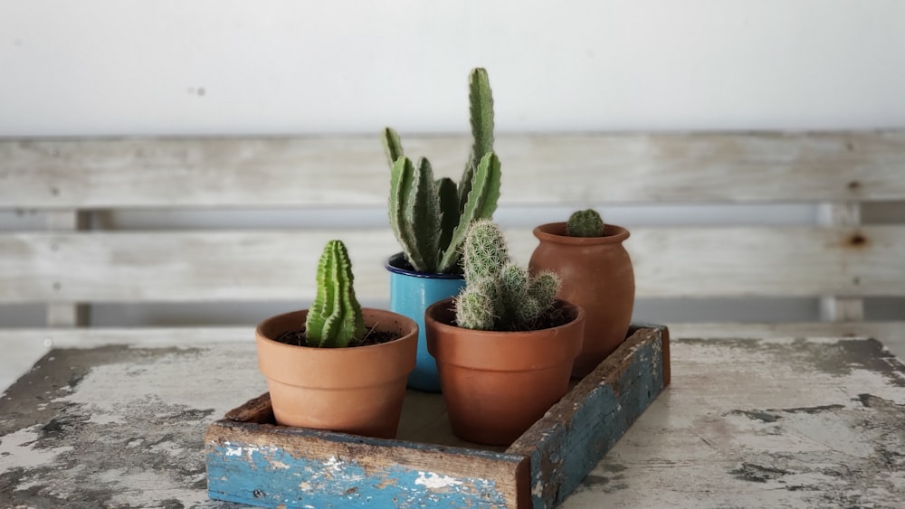 four cacti on brown and blue plant pots
