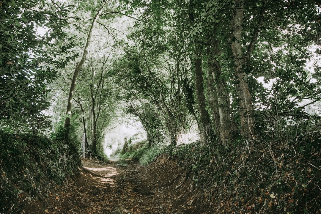 photo of Brittany Forest near Zoo de Beauval