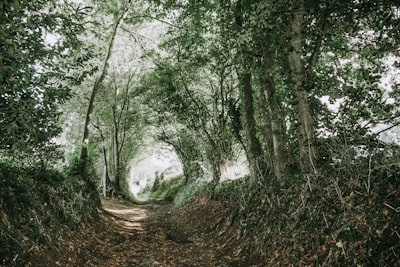 green-leafed trees