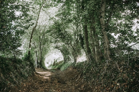 green-leafed trees in Brittany France